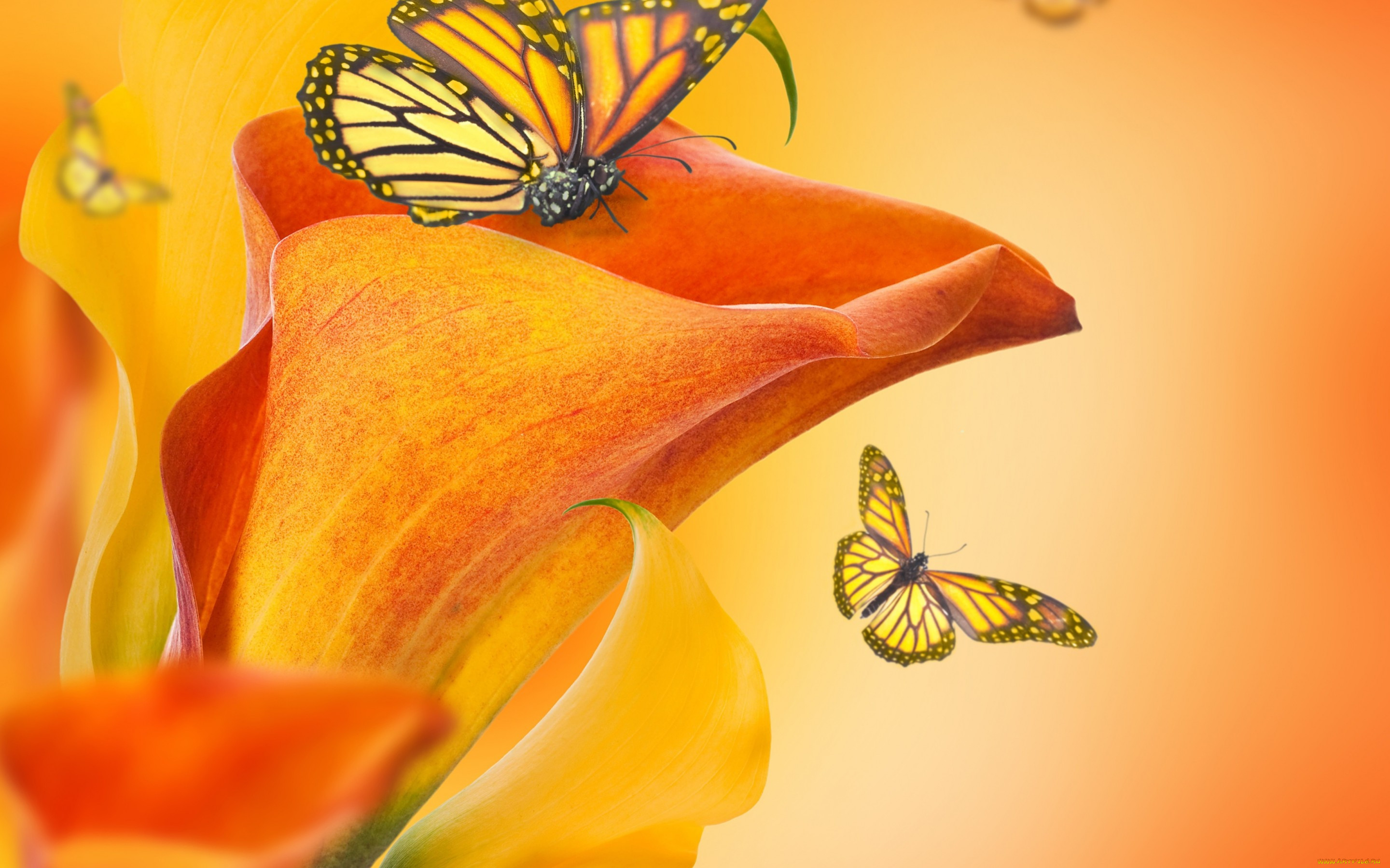 ,  , butterflies, buds, , calla, lilies, flowers, , , 